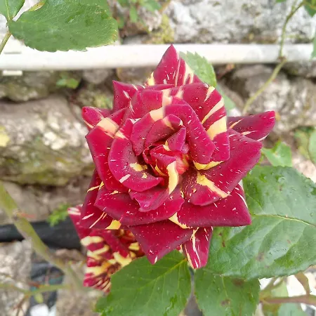 Oda ve Kahvaltı Local Angel's Ponte da Barca