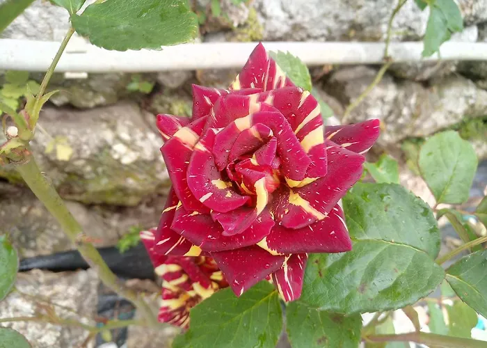 Couette-café Local Angel's Ponte da Barca